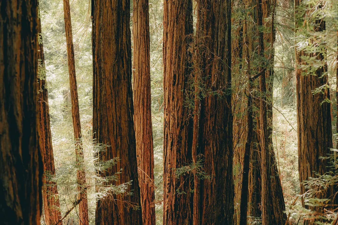 Fog and sunlight moving through a coastal redwood forest