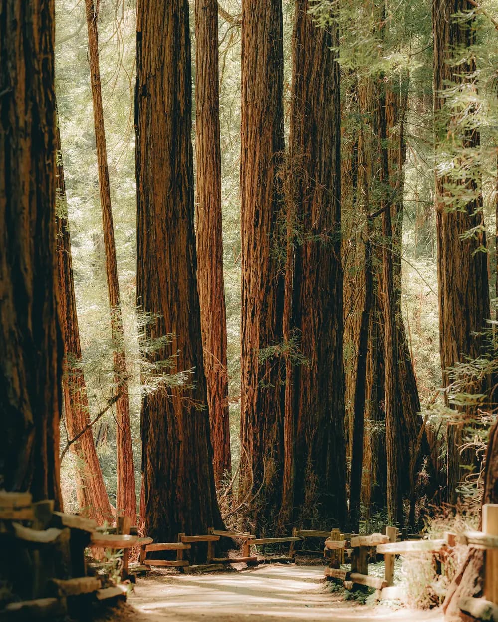 Fog and sunlight moving through a coastal redwood forest