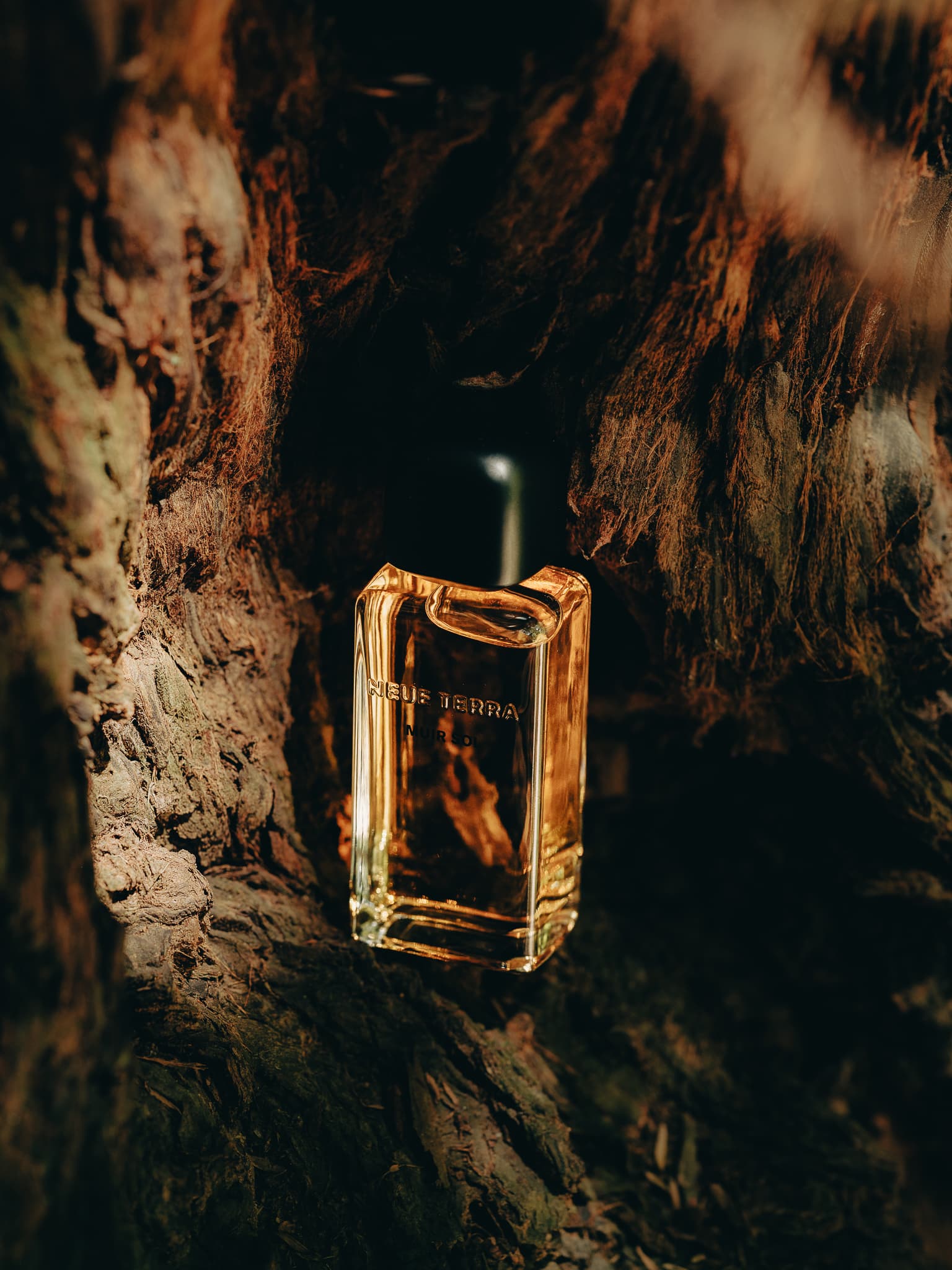 Muir Sol bottle nestled in a redwood trunk hollow